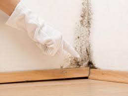 Trusted North Miami Beach, FL Mold Remediation Experts